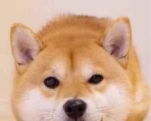 《征服伊洛纳的混沌猎犬——抓捕狗王详解》（以游戏为主）
