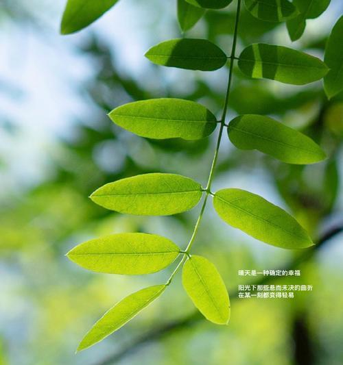 攻略艾希ICEY绿色关卡（详解进攻策略）
