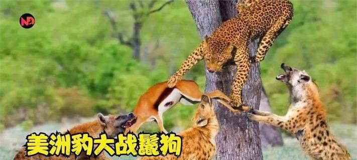 豹子的撕咬技能如何应对？最佳战斗策略是什么？