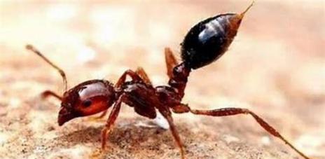 石昊与天角蚁的认识过程是？完美世界中石昊如何结识天角蚁？