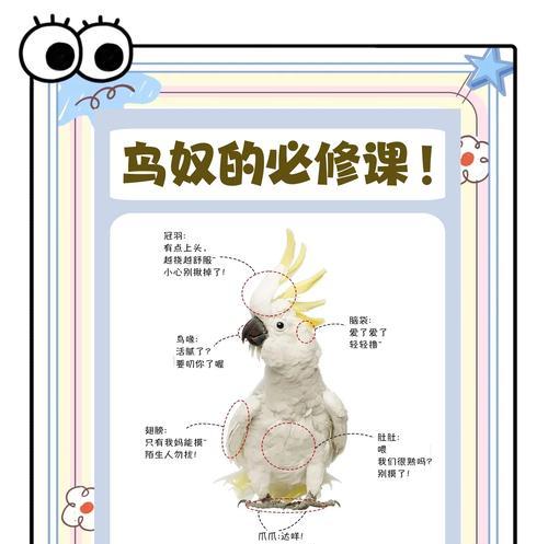 幽冥鹦鹉伤害提升技巧是什么？如何最大化输出？